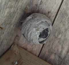 Dolichovespula arenaria