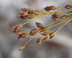 Rhynchospora megalocarpa