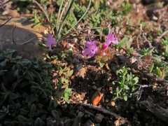 Thymus ternejicus