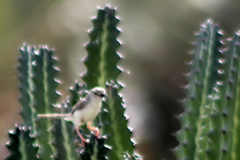 Prinia lepida
