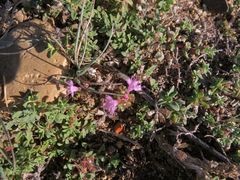 Thymus ternejicus