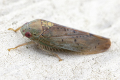 Ponana quadralaba