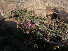 Thymus ternejicus