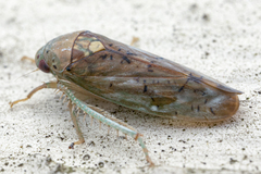 Ponana quadralaba