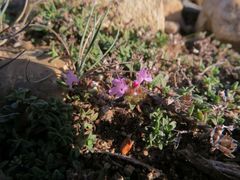 Thymus ternejicus