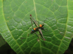 Paramastax rosenbergi