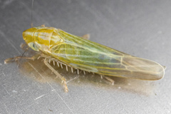 Dikraneura angustata