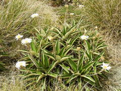 Celmisia verbascifolia