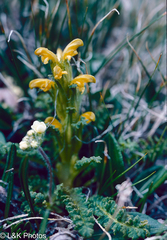 Pedicularis flammea