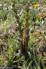 Pedicularis flammea