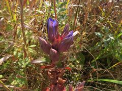 Gentiana scabra