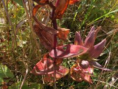 Gentiana scabra