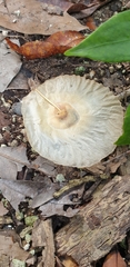 Aspidosperma