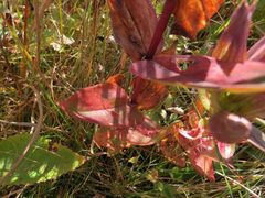 Gentiana scabra