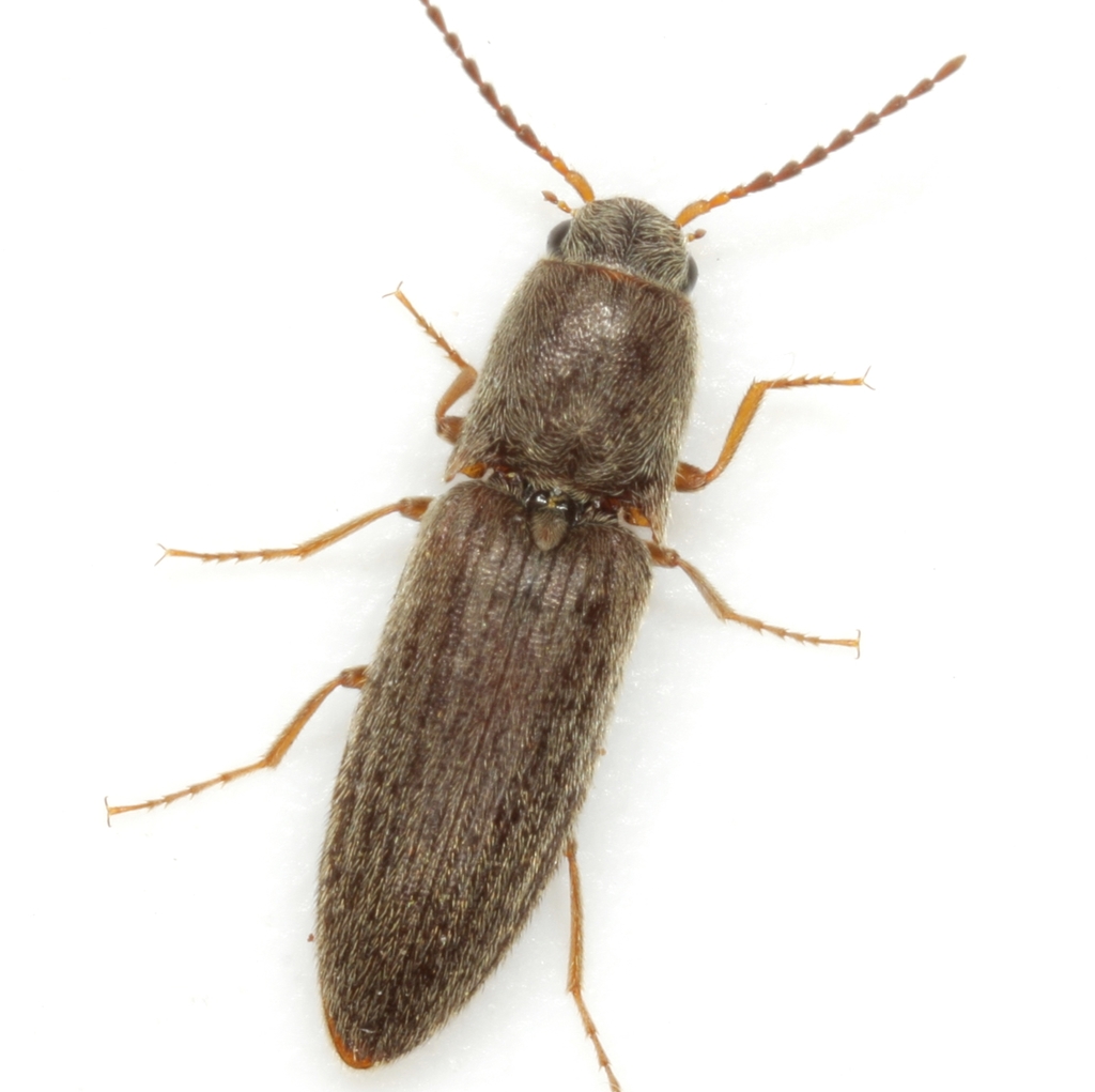 Agriotes insanus