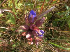 Gentiana scabra