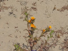 Scolymus hispanicus occidentalis