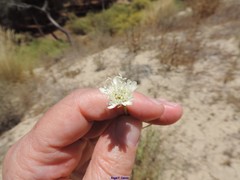 Pycnocomon rutifolium