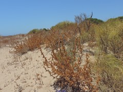 Retama monosperma