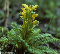 Pedicularis flammea