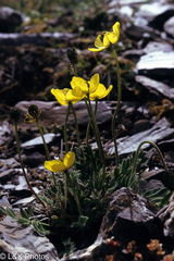 Papaver radicatum kluanense