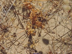 Torilis leptophylla