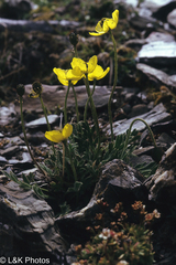 Papaver radicatum kluanense