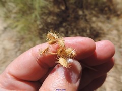 Torilis leptophylla