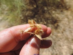 Torilis leptophylla