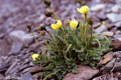 Papaver radicatum kluanense