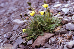 Papaver radicatum kluanense