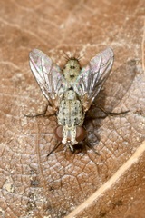 Taxigramma