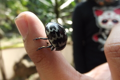 Leptinotarsa lacerata