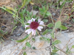 Gaillardia aestivalis winkleri
