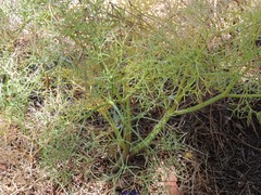 Cachrys libanotis