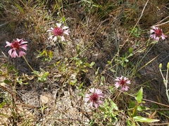 Gaillardia aestivalis winkleri