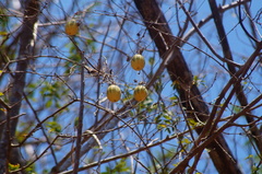 Polyclathra cucumerina