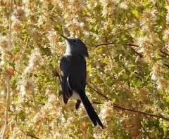 Polioptila melanura