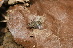 Taxigramma