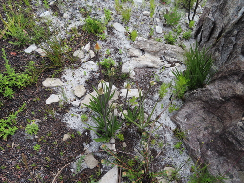 Agapanthus walshii (Agapanthus walshii)