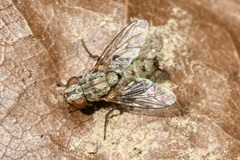 Taxigramma