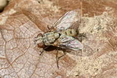 Taxigramma