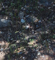 Lampropeltis zonata
