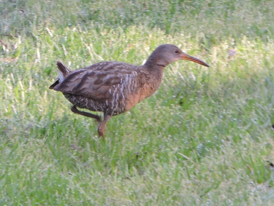 Clapper Rail illustration