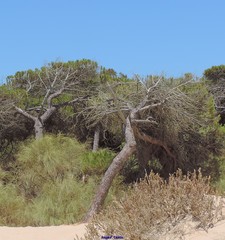 Crucianella maritima