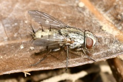 Taxigramma