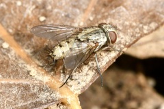 Taxigramma