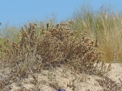 Crucianella maritima