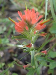Castilleja foliolosa