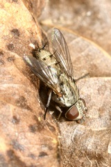 Taxigramma